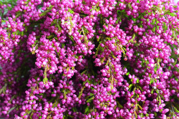 Obraz premium Pink erica gracilis flower background