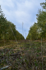 Sendero entre lis olivos © mareguera
