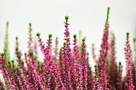 Close up of pink heather flowers