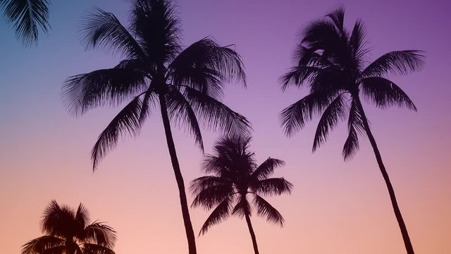 Retro Style Hawaii Palm Trees Gently Moving At Sunset