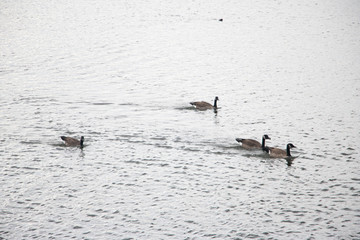 Canadian Geese on a Lake