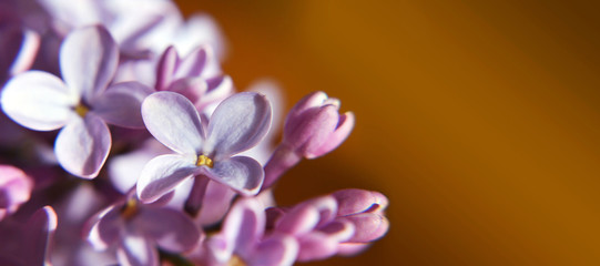 Background or banner with lilac flowers and copy space