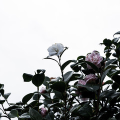 Background flowers blooming at the beginning of the spring. Amazing contrast with the cloudy sky. Beautiful  white and pink flowers.
