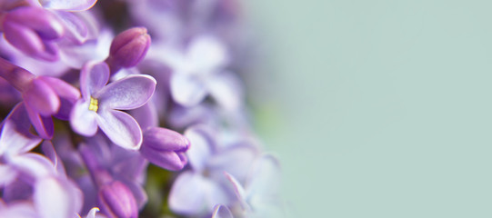 Background or banner with lilac flowers and copy space