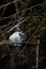 Gato en la montaña