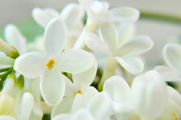 Fototapeta na wymiar White lilac flowers background. Close up of lilac flowers