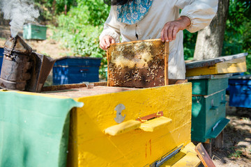 The beekeeper checks the hive. Looks at bees in the sun.