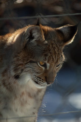 Lince desafiante