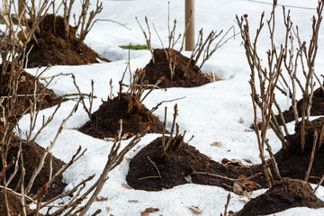 Winter Protection for Garden, winter shelter for garden plants, shelter peonies, rhododendrons,...