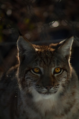Lince mirando fijamente
