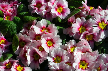 Naklejka premium Rosarote Primeln