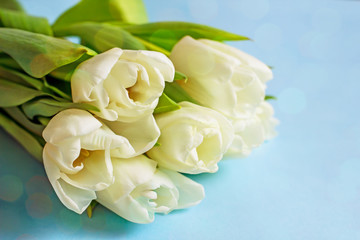 Bouquet of white tulips on a blue background. Beautiful bouquet of seven white tulips, copy space. The concept of women's day, mother's day, birthday, Valentine's Day. Spring background with tulips