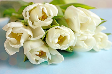 Bouquet of white tulips on a blue background