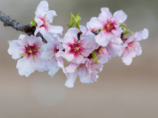 Almendro en flor. Flores de almendro