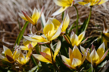 Tulipa tarda in spring garden. Yellow flower of tulipa. Floral background