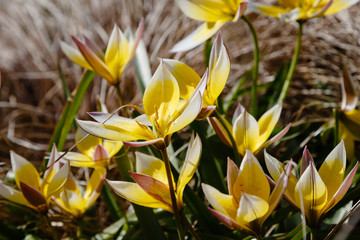 Obraz premium Tulipa tarda in spring garden. Yellow flower of tulipa. Floral background