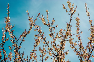 apricot branch blossoming in white flowers against the sky