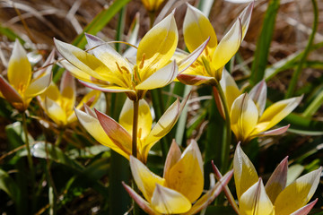 Obraz premium Tulipa tarda in spring garden. Yellow flower of tulipa. Floral background
