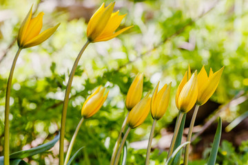 Tulipa tarda in spring garden. Yellow flower of tulipa. Floral background