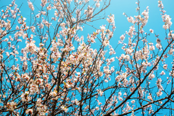 apricot branch blossoming in white flowers against the sky