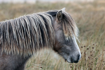 Wild pony Dartmoor