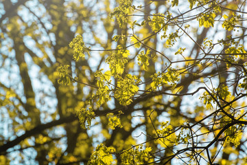 first spring maple leaves, buds and branches on blurred background