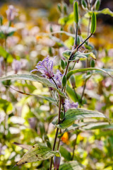 Obraz premium Toad lily (Tricyrtis hirta). Known also as Hairy toad lily. Another scientific name is Tricyrtis japonica.