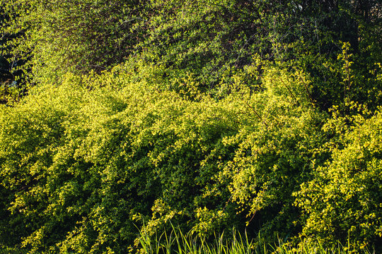 Green Privet Hedge Close Up