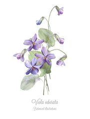 Fototapeta na wymiar Botanical watercolor drawing of violets