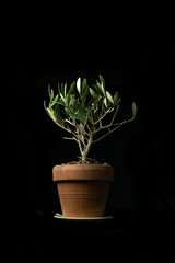 Olive tree plant in pot isolated on black background