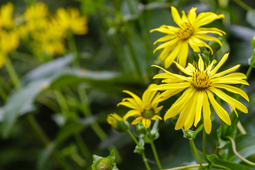 Yellow flowers of Jerusalem artichoke in the garden, Helianthus tuberosus. Helianthus tuberosus is medicinal plants in the garden.