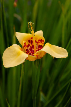 Tigridia pavonia is the best-known species from the genus Tigridia, in the Iridaceae family. Common names include jockey's cap lily, Mexican shellflower peacock flower, tiger iris, and tiger flower.