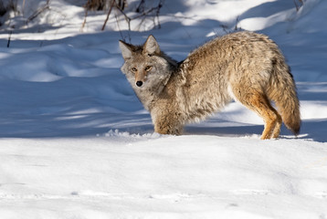 Obraz premium Coyote in Snow in Jasper Canada 