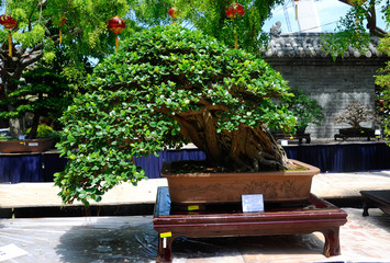 PUTRAJAYA, MALAYSIA -MAY 30, 2016: Bonsai tree display for public at the Royal Floria Putrajaya...