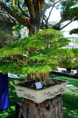 PUTRAJAYA, MALAYSIA -MAY 30, 2016: Bonsai tree display for public at the Royal Floria Putrajaya 2016 in Putrajaya, Malaysia.