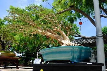 PUTRAJAYA, MALAYSIA -MAY 30, 2016: Bonsai tree display for public at the Royal Floria Putrajaya...