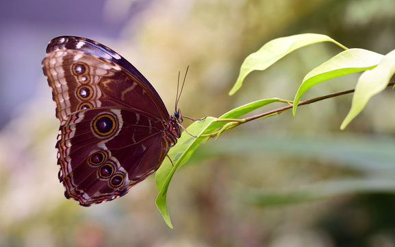 Closeup of a blue tropical Morpheus folder sitting on a leaf with closed wings