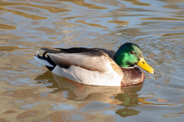  Pato-Real Anas Platyrhynchos