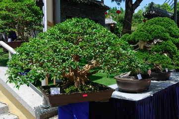 PUTRAJAYA, MALAYSIA -MAY 30, 2016: Bonsai tree display for public at the Royal Floria Putrajaya 2016 in Putrajaya, Malaysia.