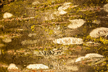 Fundo Textura Árvore