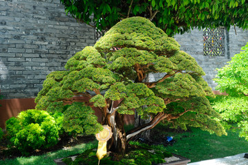 Bonsai tree display for public during Royal Floria Putrajaya 2016 in Putrajaya, Malaysia.