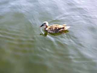 gray duck sits on calm water. Mareca strepera.