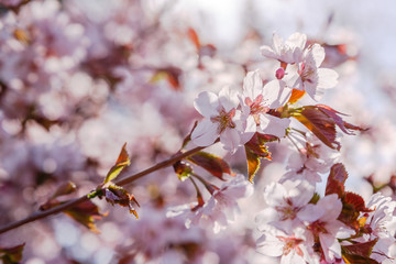 Cherry Blossom or Sakura flower on nature background. Spring Floral background