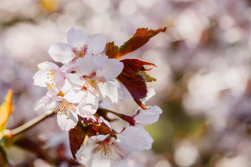 Obraz premium Cherry Blossom or Sakura flower on nature background. Spring Floral background