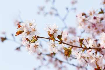 Cherry Blossom or Sakura flower on nature background. Spring Floral background