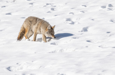 Naklejka premium Coyote in Snow in Jasper Canada 