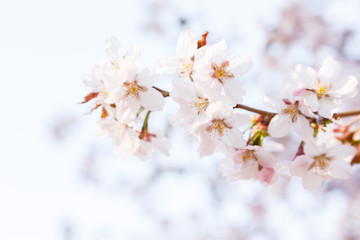 Obraz premium Cherry Blossom or Sakura flower on nature background. Spring Floral background