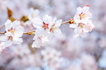 Cherry Blossom or Sakura flower on nature background. Spring Floral background