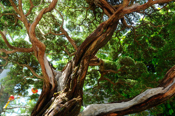 Bonsai tree display for public during Royal Floria Putrajaya 2016 in Putrajaya, Malaysia.