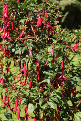 "Brazilian Climbing Fuchsia" flowers (or Lady's Eardrops, Royal Fuchsia) in St. Gallen, Switzerland. Its Latin name is Fuchsia Regia Reitzii (Syn Fuchsia Pyrifolia), native to Brazil. © RukiMedia